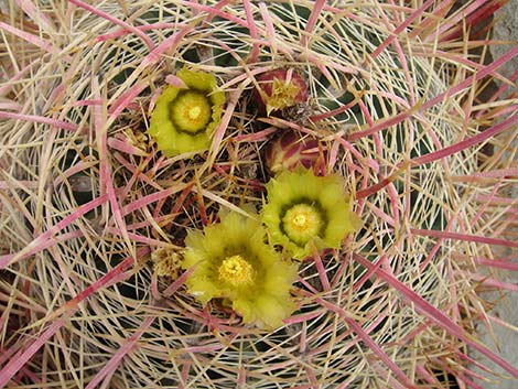 California Barrel Cactus (Ferocactus cylindraceus)