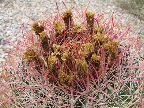 California Barrel Cactus (Ferocactus cylindraceus)