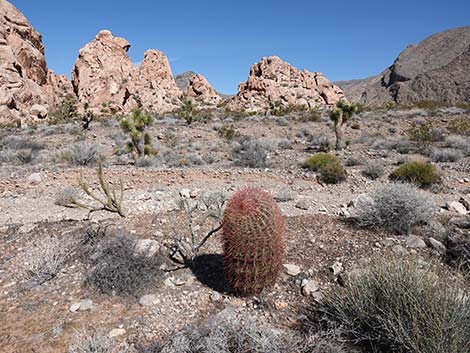 California Barrel Cactus (Ferocactus cylindraceus)