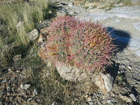 California barrel cactus (Ferocactus cylindraceus)