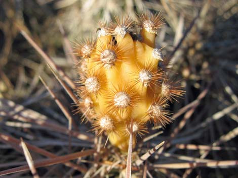 Matted Cholla (Opuntia parishii)