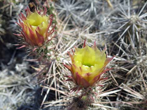 Matted Cholla (Opuntia parishii)