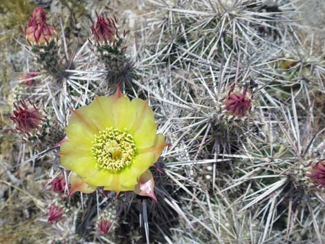 Matted Cholla (Opuntia parishii)