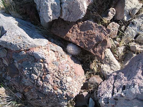 Common Fishhook Cactus (Mammillaria tetrancistra)