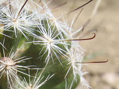 Common Fishhook Cactus (Mammillaria tetrancistra)