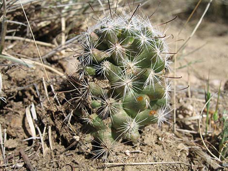 Common Fishhook Cactus (Mammillaria tetrancistra)