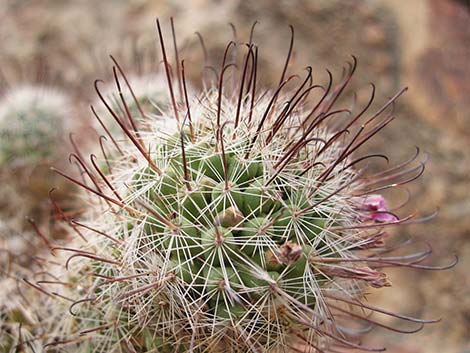 Vegetation Around Las Vegas, Common Fishhook Cactus (Mammillaria  tetrancistra)