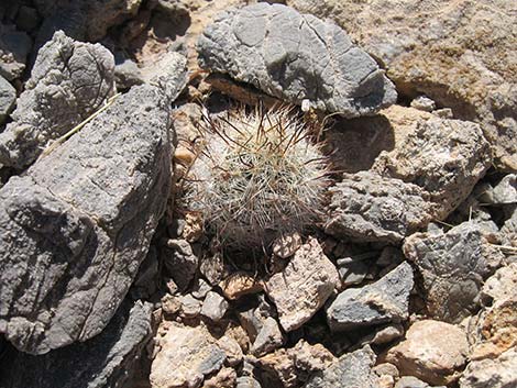 Common Fishhook Cactus (Mammillaria tetrancistra)