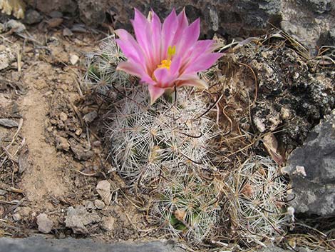 Vegetation Around Las Vegas, Common Fishhook Cactus (Mammillaria  tetrancistra)