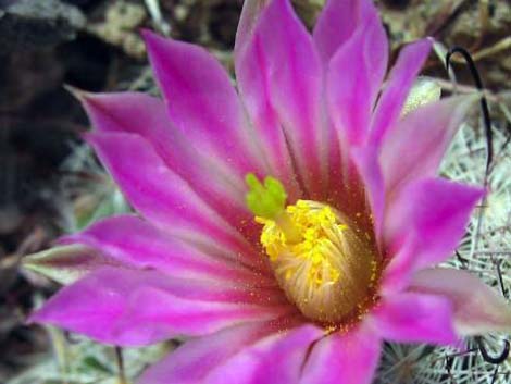Common Fishhook Cactus (Mammillaria tetrancistra)