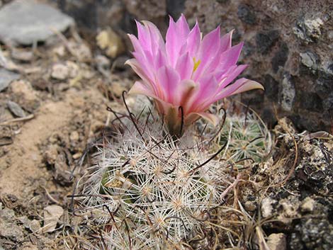 Common Fishhook Cactus (Mammillaria tetrancistra)