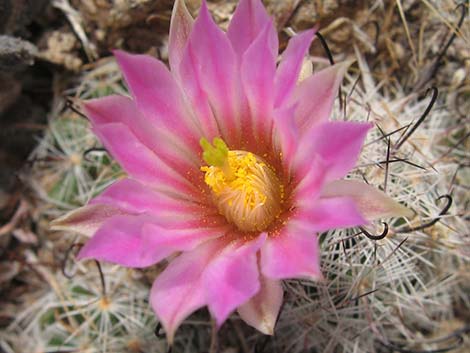 Common Fishhook Cactus (Mammillaria tetrancistra)