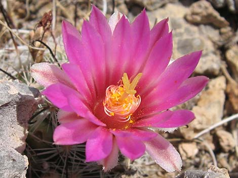 Common Fishhook Cactus (Mammillaria tetrancistra)