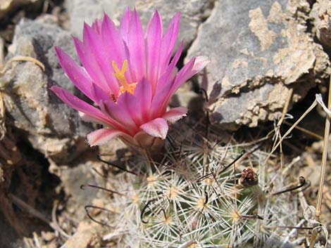 Common Fishhook Cactus (Mammillaria tetrancistra)