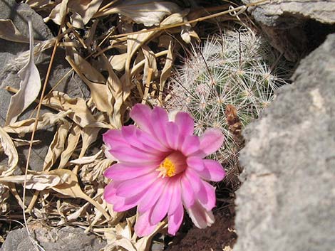 Common Fishhook Cactus (Mammillaria tetrancistra)