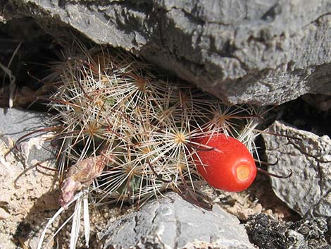 Common Fishhook Cactus (Mammillaria tetrancistra)