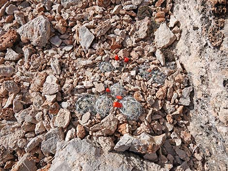 Common Fishhook Cactus (Mammillaria tetrancistra)