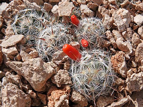 Common Fishhook Cactus (Mammillaria tetrancistra)