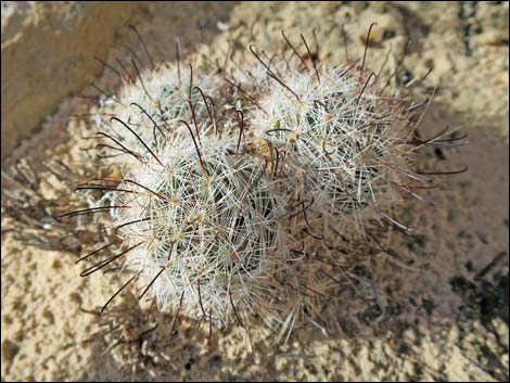 Common Fishhook Cactus (Mammillaria tetrancistra)