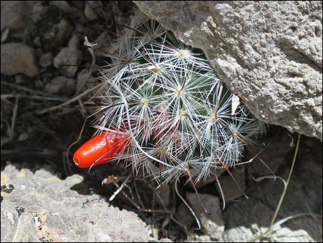 Common Fishhook Cactus (Mammillaria tetrancistra)