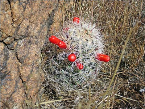 Common Fishhook Cactus (Mammillaria tetrancistra)