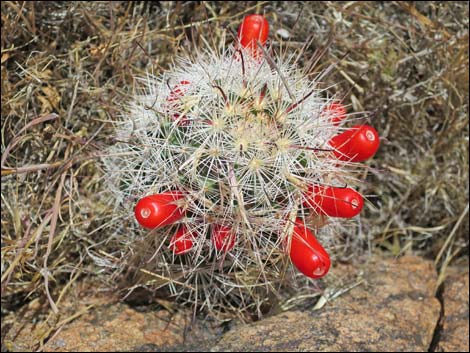 Common Fishhook Cactus (Mammillaria tetrancistra)