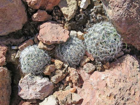 Common Fishhook Cactus (Mammillaria tetrancistra)