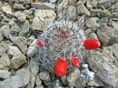 Common Fishhook Cactus (Mammillaria tetrancistra)