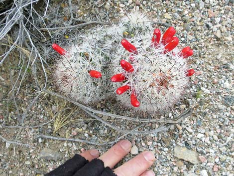 Common Fishhook Cactus (Mammillaria tetrancistra)