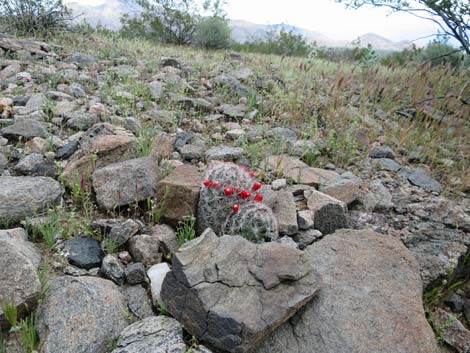 Common Fishhook Cactus (Mammillaria tetrancistra)