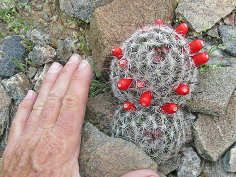 Common Fishhook Cactus (Mammillaria tetrancistra)