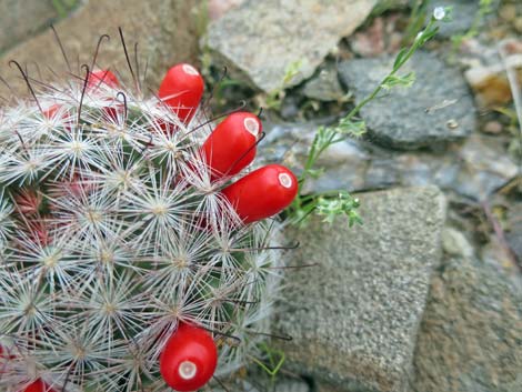 Common Fishhook Cactus (Mammillaria tetrancistra)