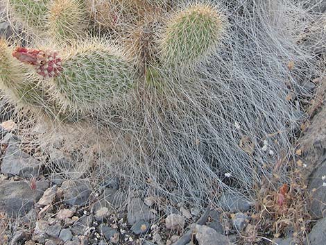 Western Pricklypear Cactus (Opuntia diploursina)