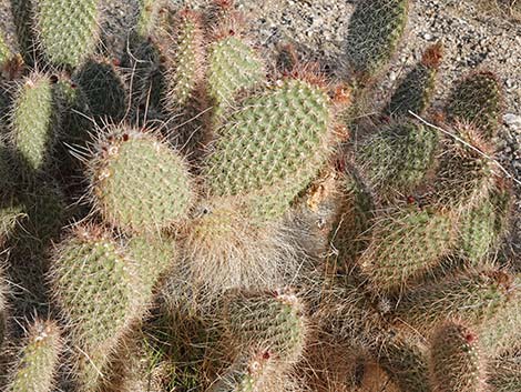 Western Pricklypear Cactus (Opuntia diploursina)