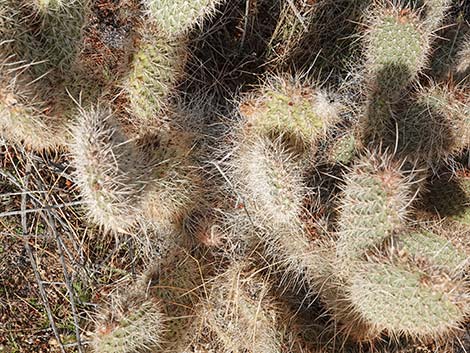 Western Pricklypear Cactus (Opuntia diploursina)