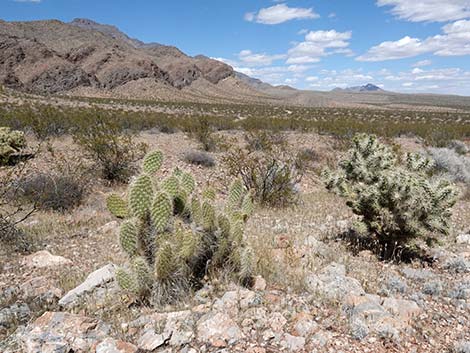 Western Pricklypear Cactus (Opuntia diploursina)