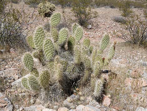 Western Pricklypear Cactus (Opuntia diploursina)