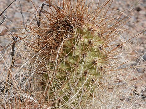 Western Pricklypear Cactus (Opuntia diploursina)