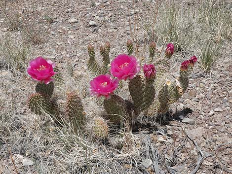 Western Pricklypear Cactus (Opuntia diploursina)