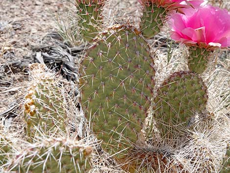 Western Pricklypear Cactus (Opuntia diploursina)