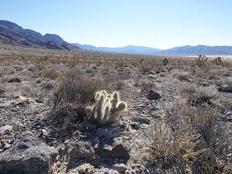 Western Pricklypear Cactus (Opuntia diploursina)