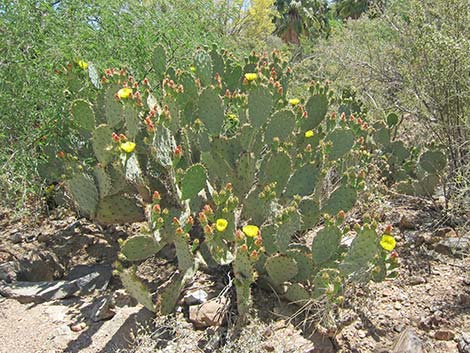 Vegetation Around Las Vegas, Pricklypear Cactus (Opuntia spp.)