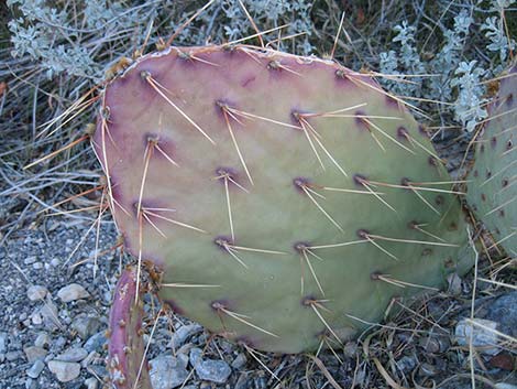 Tulip Pricklypear (Opuntia phaeacantha)