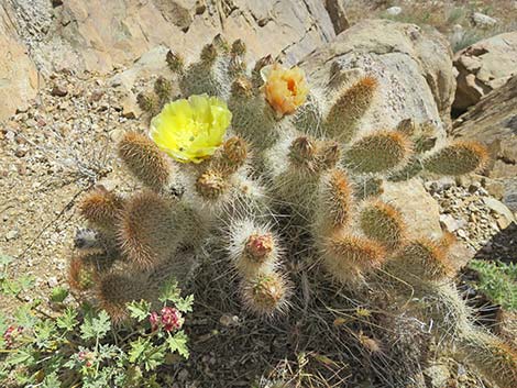 Vegetation Around Las Vegas, Pricklypear Cactus (Opuntia spp.)