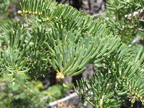 White Fir (Abies concolor)