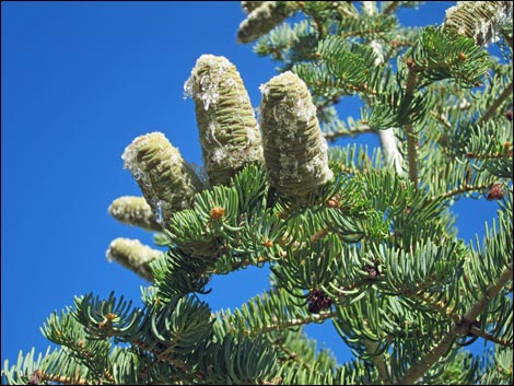 White Fir (Abies concolor)