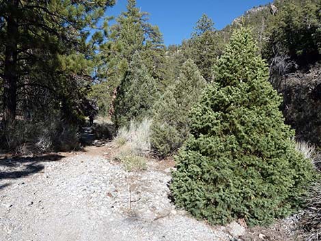 White Fir (Abies concolor)