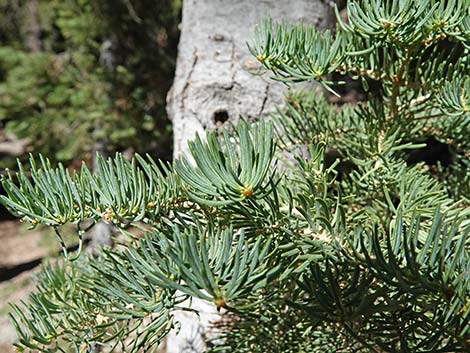 White Fir (Abies concolor)