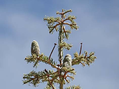 White Fir (Abies concolor)