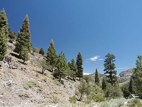 White Fir (Abies concolor)